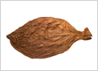 Connecticut Broadleaf Tobacco for Sale