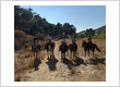 Beginner Horseback Riding