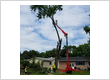 Tree Service St Louis MO