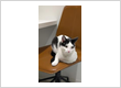 Scout Veterinary Urgent Care - Lincoln Park