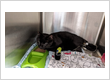 West Chester Veterinary Care