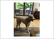 West Chester Veterinary Care