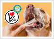 Pet Pharmacy in Mississauga