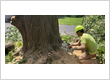 Tree Service St Louis MO