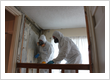 Mold Removal