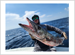 Barracuda catch during an offshore fishing trip with Don’t Tell Mom Sportfishing in Fort Lauderdale