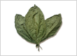 Candela Wrapper Tobacco Leaf