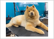 Dog Grooming in Milton – Professional, Crate-Free Care for Your Dog