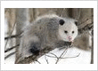 Opossum