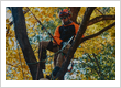 Tree Service, Tree Removal Services