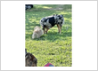 Dog Trainer