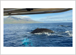 Whale Watching Tour From Lahaina