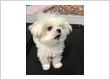 Doggie Daycare Near Me