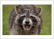 Raccoon