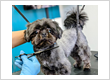 Puppy Grooming in Milton - Perfect for First-Time Grooming