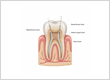 Endodontist