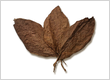 Cameroon Africa Binder Tobacco Leaves