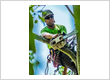 Tree Care