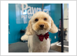 Dog & Cat Grooming in Milton