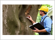 Arbor Max Tree Service