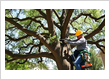 Arbor Max Tree Service