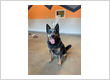 West Chester Veterinary Care