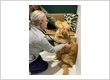 Scout Veterinary Urgent Care - Lincoln Park