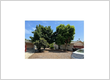 Tree Service La Verne CA