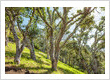 Saving the Oak Trees of Marin County