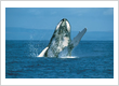 Lahaina Whale Watching Tours
