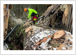 Tree Service, Tree Removal Services