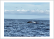 Whale Watching Maui Lahaina