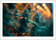 Cannabis store
