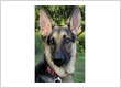 Dog Trainer