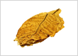 Italian Virginia Tobacco Leaves