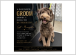 The Gilded Groomer
