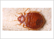Pest control service