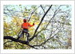 Tree Services