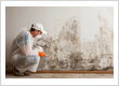 Mold Removal