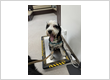 Veterinary Medical Center Studio City
