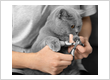 Cat Grooming in Milton– Gentle, Stress-Free Care for Your Cat