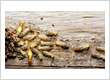 Pest control service