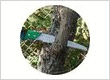 Austin Tree Service Pros