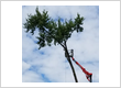 tree service st charles MO