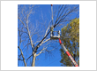 tree service st charles MO