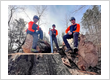 Arborist service