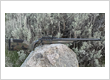 ALLTERRA ARMS ASNR-X CARBON 7mm PRC 20? TIMBER CAMO