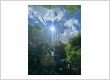 Tree service Chesnee & Spartanburgg