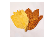 Premium Tobacco Leaves for Sale – Order Bulk Tobacco Onlin...