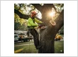 Tree care services